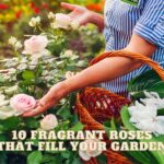 10 Fragrant Roses That Will Fill Your Garden