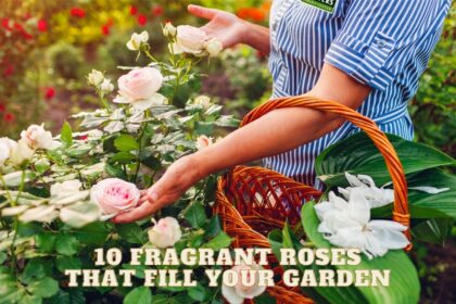 10 Fragrant Roses That Will Fill Your Garden
