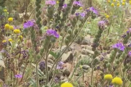 Arizona’s desert scorpion weed flower can cause itching, rash