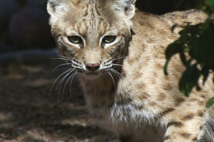 Baby bobcat rescue at the Spa at the Boulders Resort inspires one-of-a-kind service | Destinations