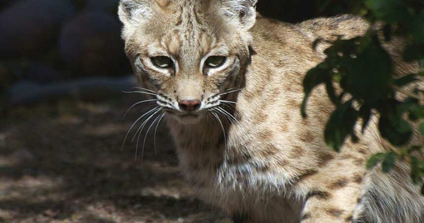 Baby bobcat rescue at the Spa at the Boulders Resort inspires one-of-a-kind service | Destinations