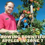 Bite into 7 Successes: Growing Bountiful Apples in Zone 7