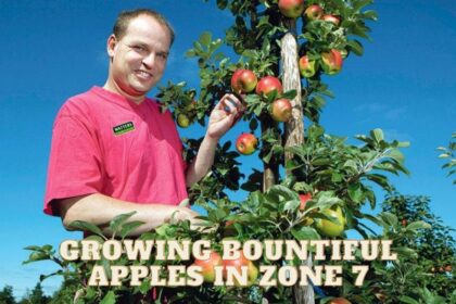 Bite into 7 Successes: Growing Bountiful Apples in Zone 7