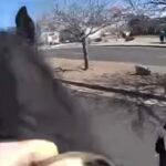 New Mexico police deploy horsepower to catch shoplifting suspect