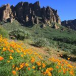 Best wildflower hikes around Phoenix: Telegraph Pass, Spur Cross