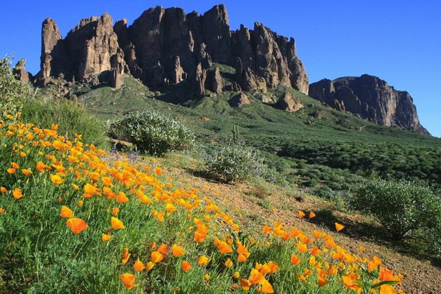 Best wildflower hikes around Phoenix: Telegraph Pass, Spur Cross